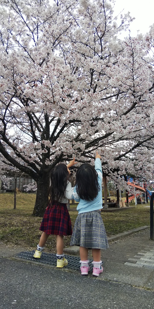 桜も満開ですね♪