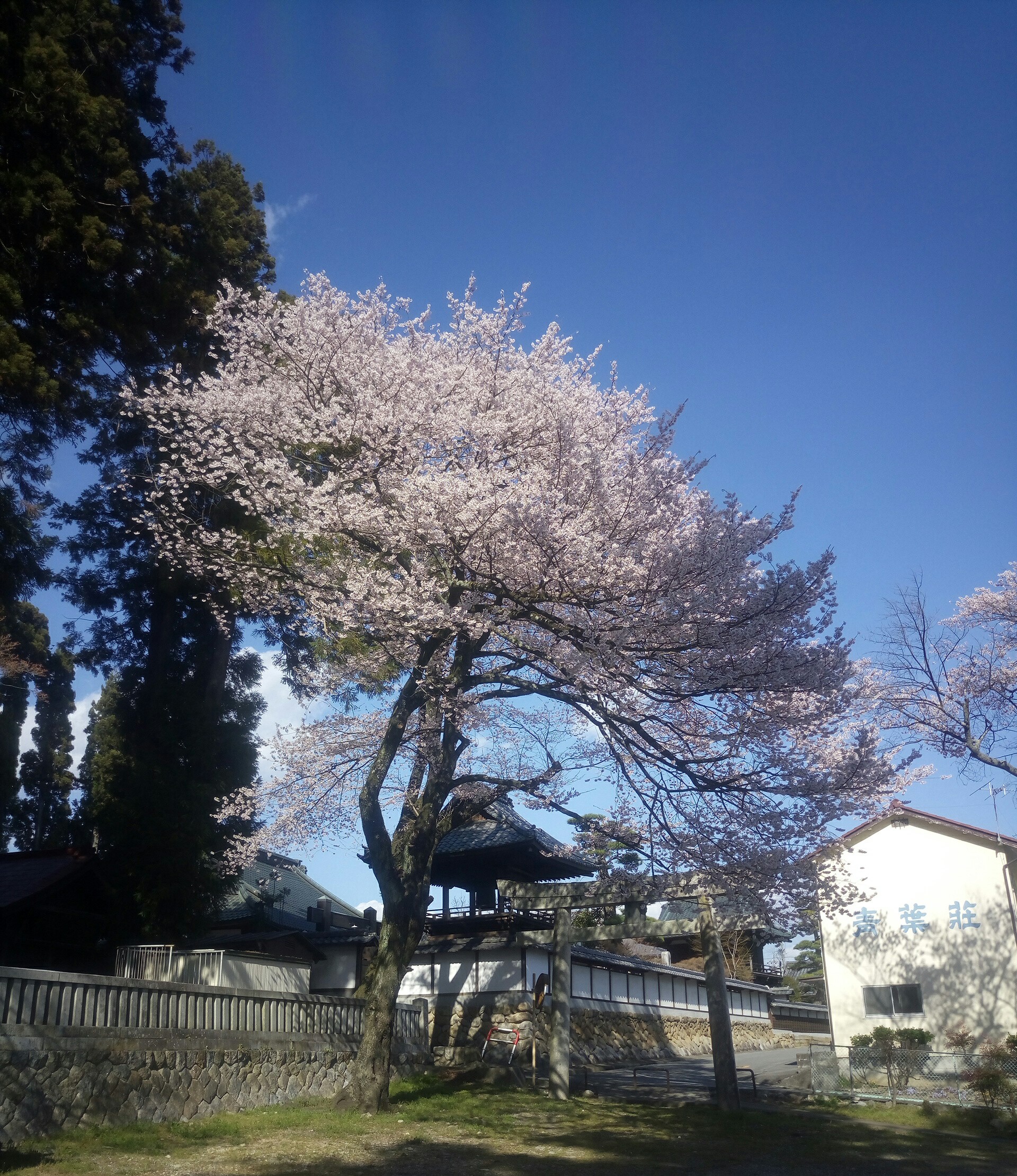 桜